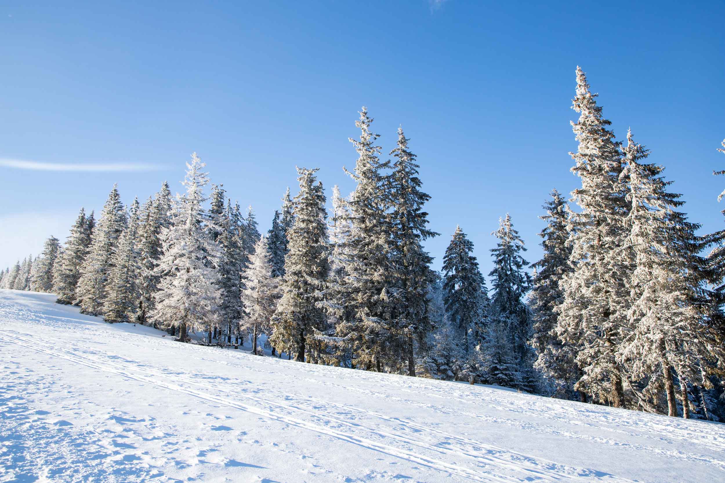 paysage hivernal incroyable avec des sapins enneigés dans les montagnes